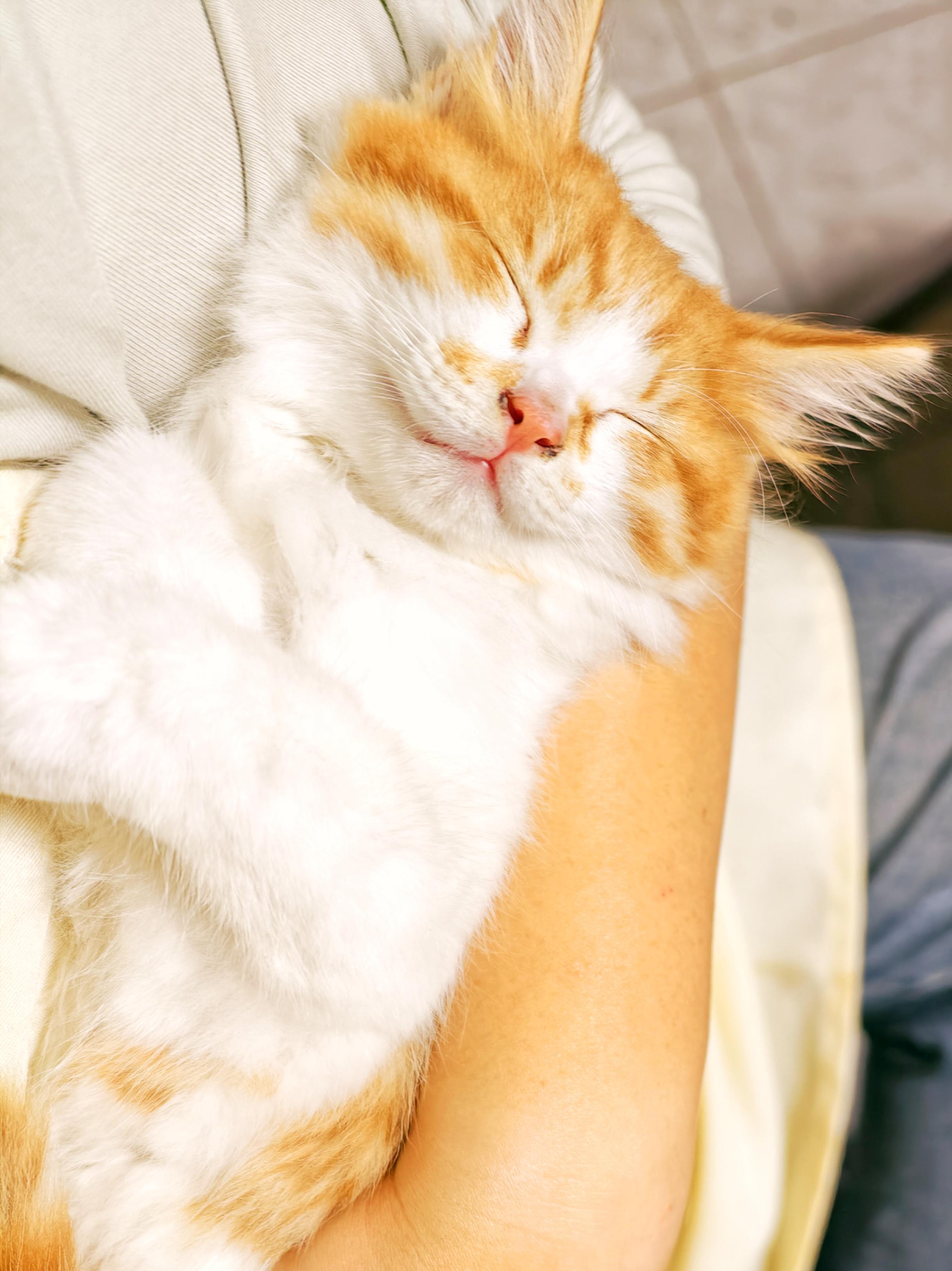 可以分享一张你家猫睡觉的照片吗?