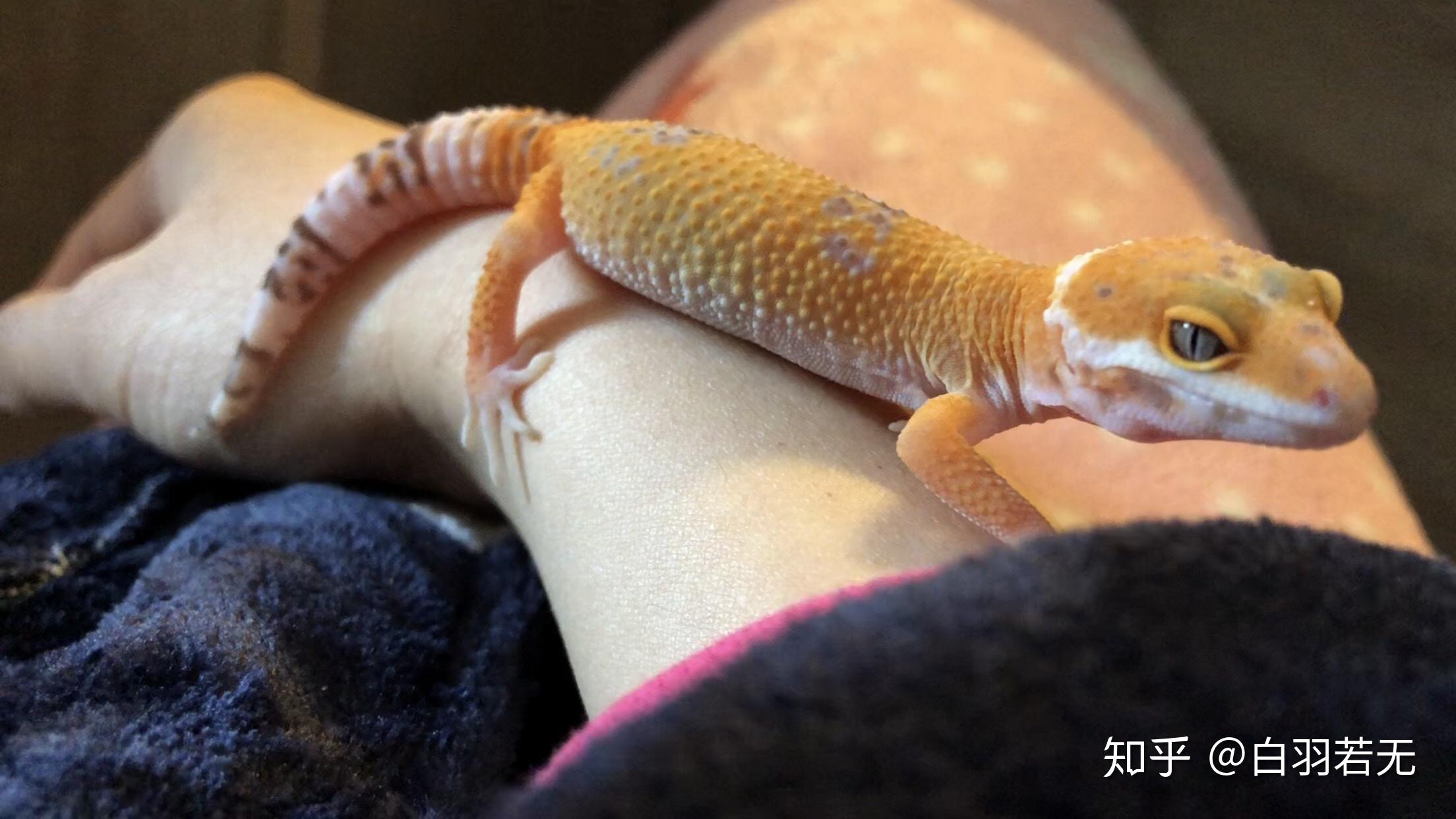 新手如何养好一只守宫？ - 知乎