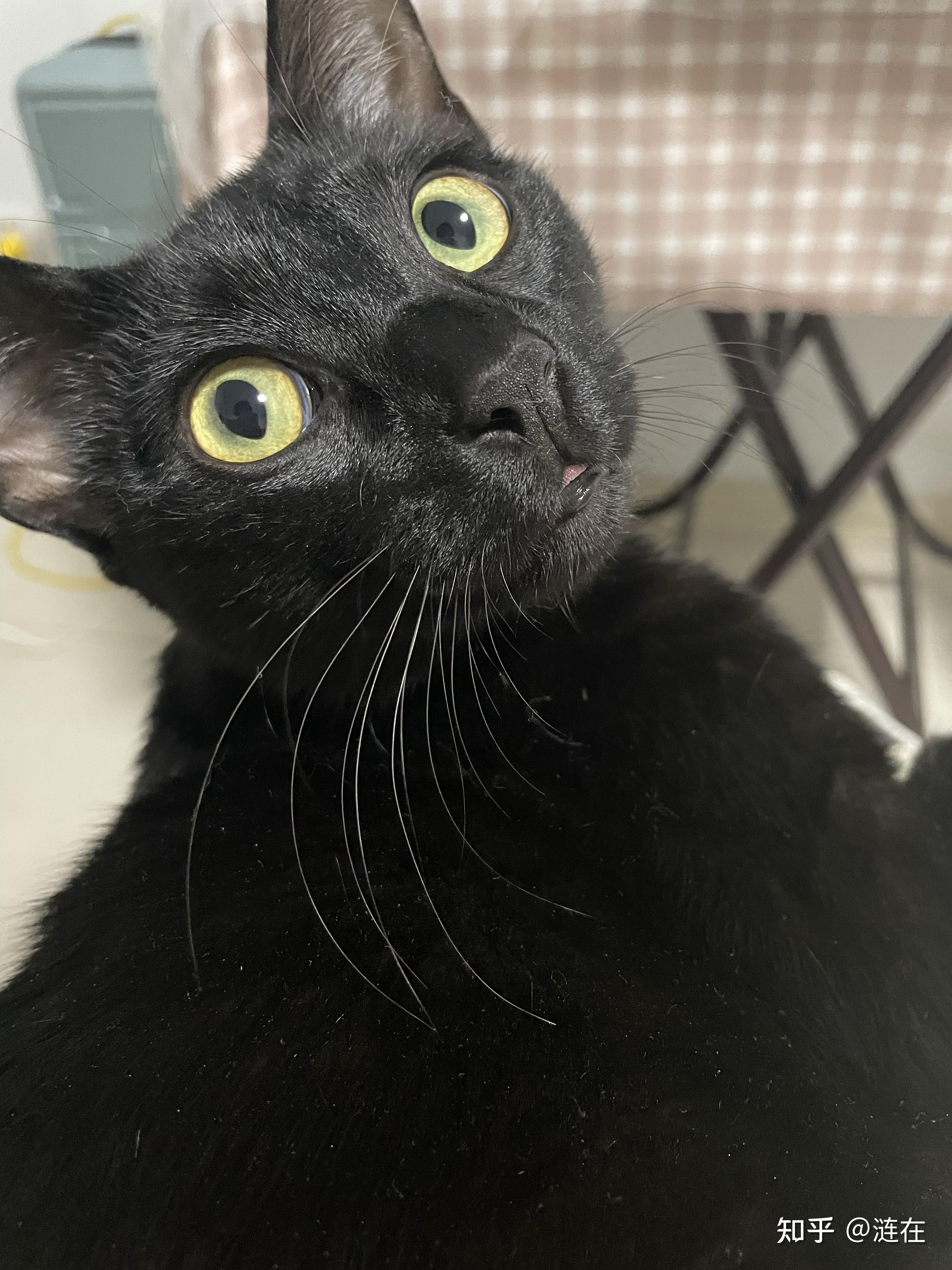 有纯黑色的暹罗猫吗