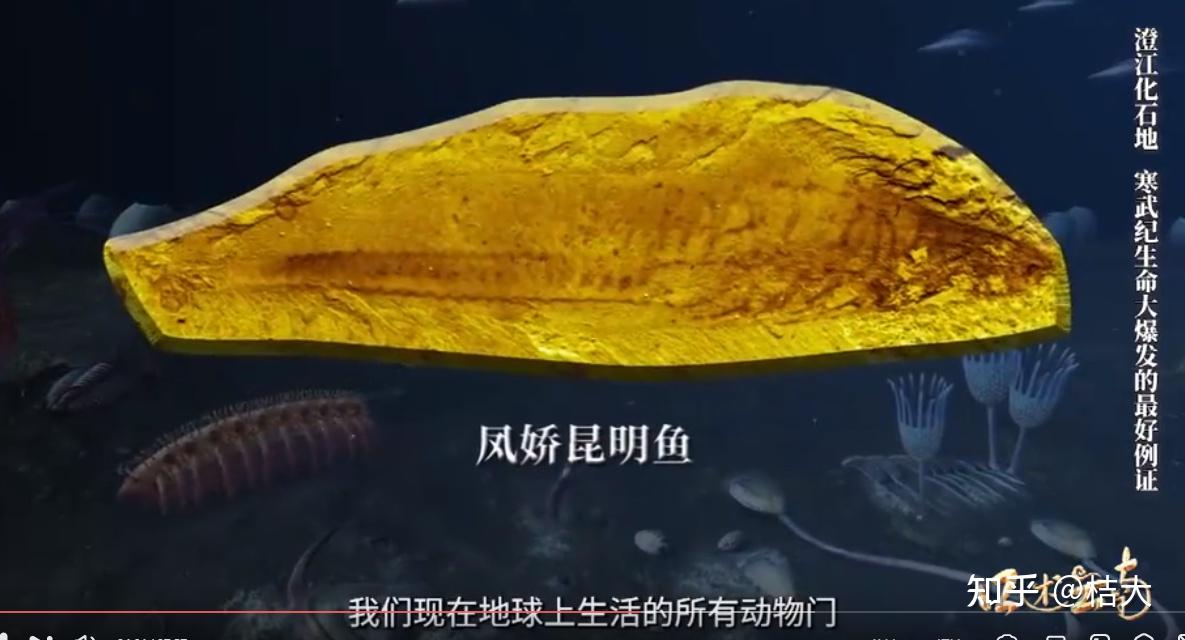 當孩子問世界上最早出現的魚是什麼該如何回答