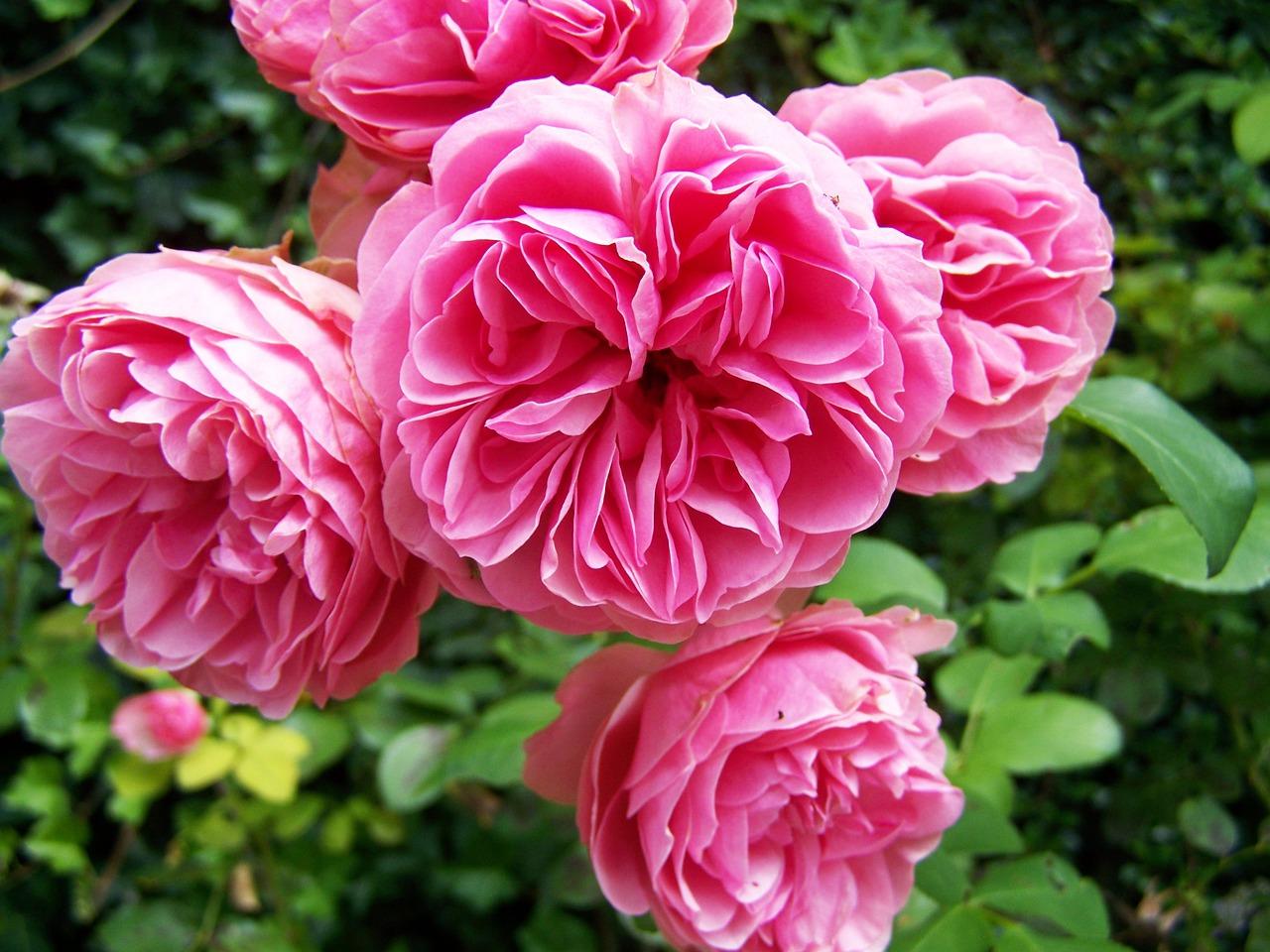 红玫瑰表达爱意