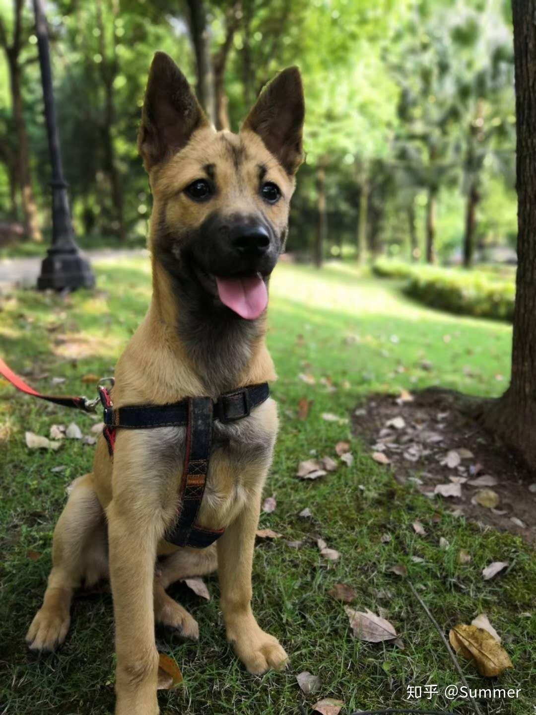 中华田园犬（土狗）有哪些优点是宠物狗不能比的？ - 知乎