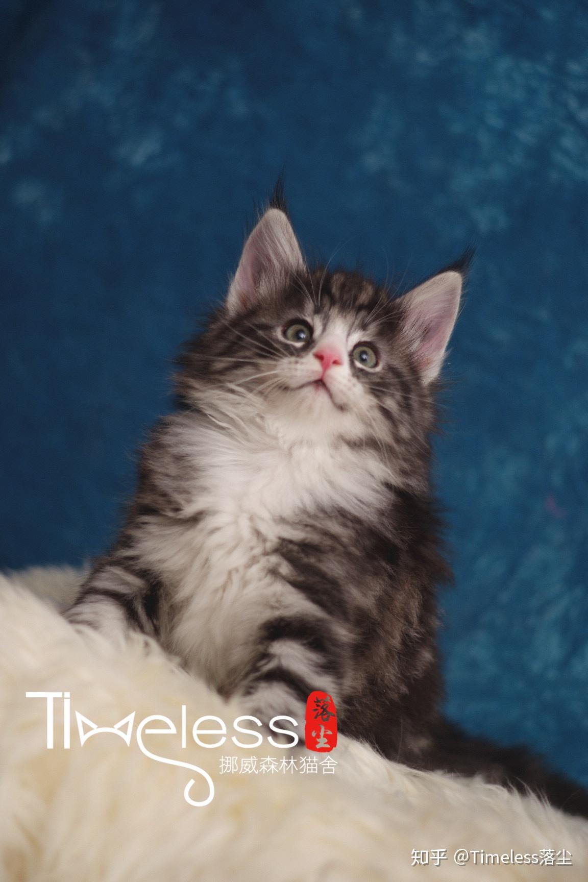 你会选择养布偶猫还是挪威森林猫为什么