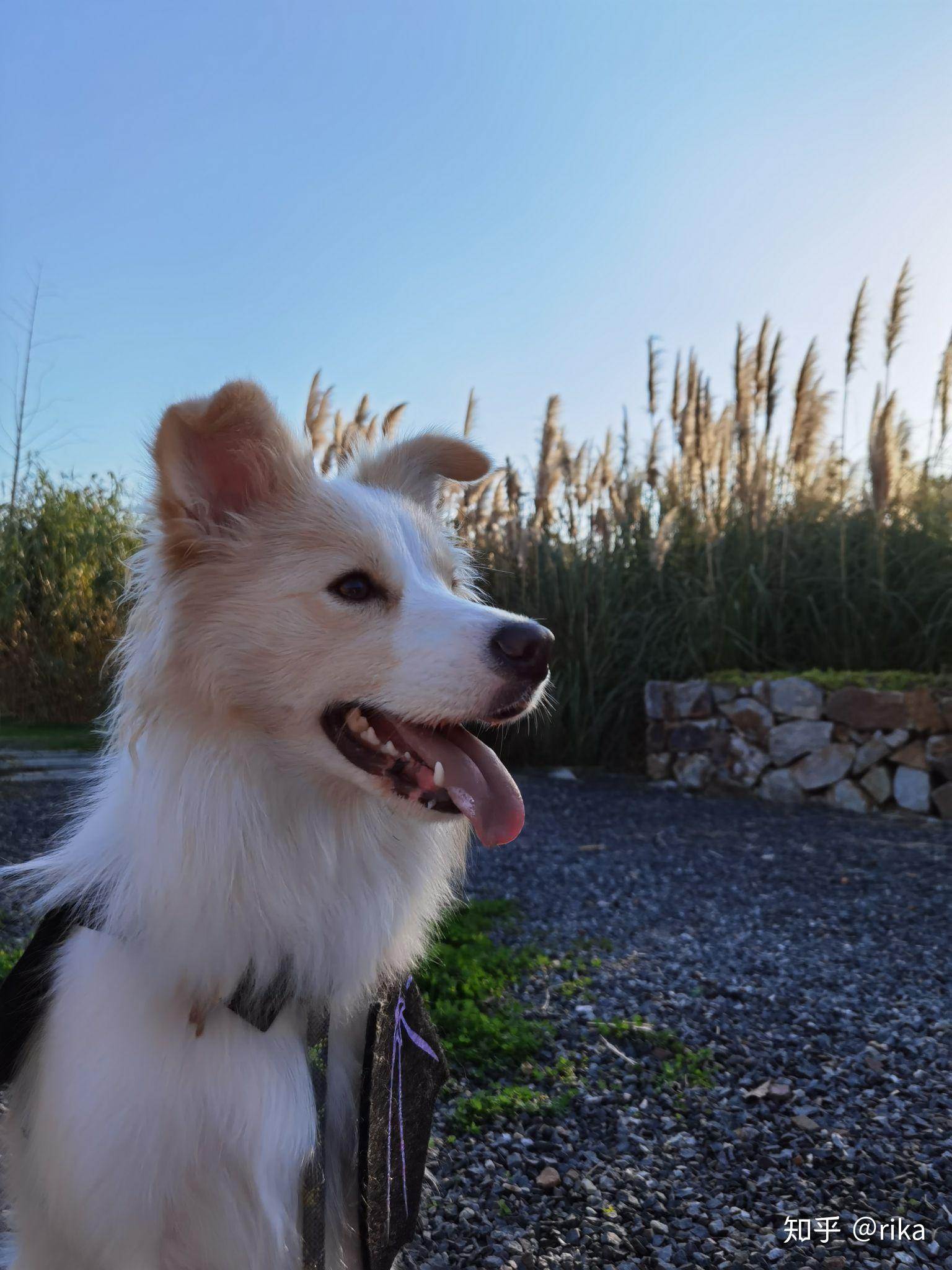 金毛边牧(金边)有多好看,多帅气?