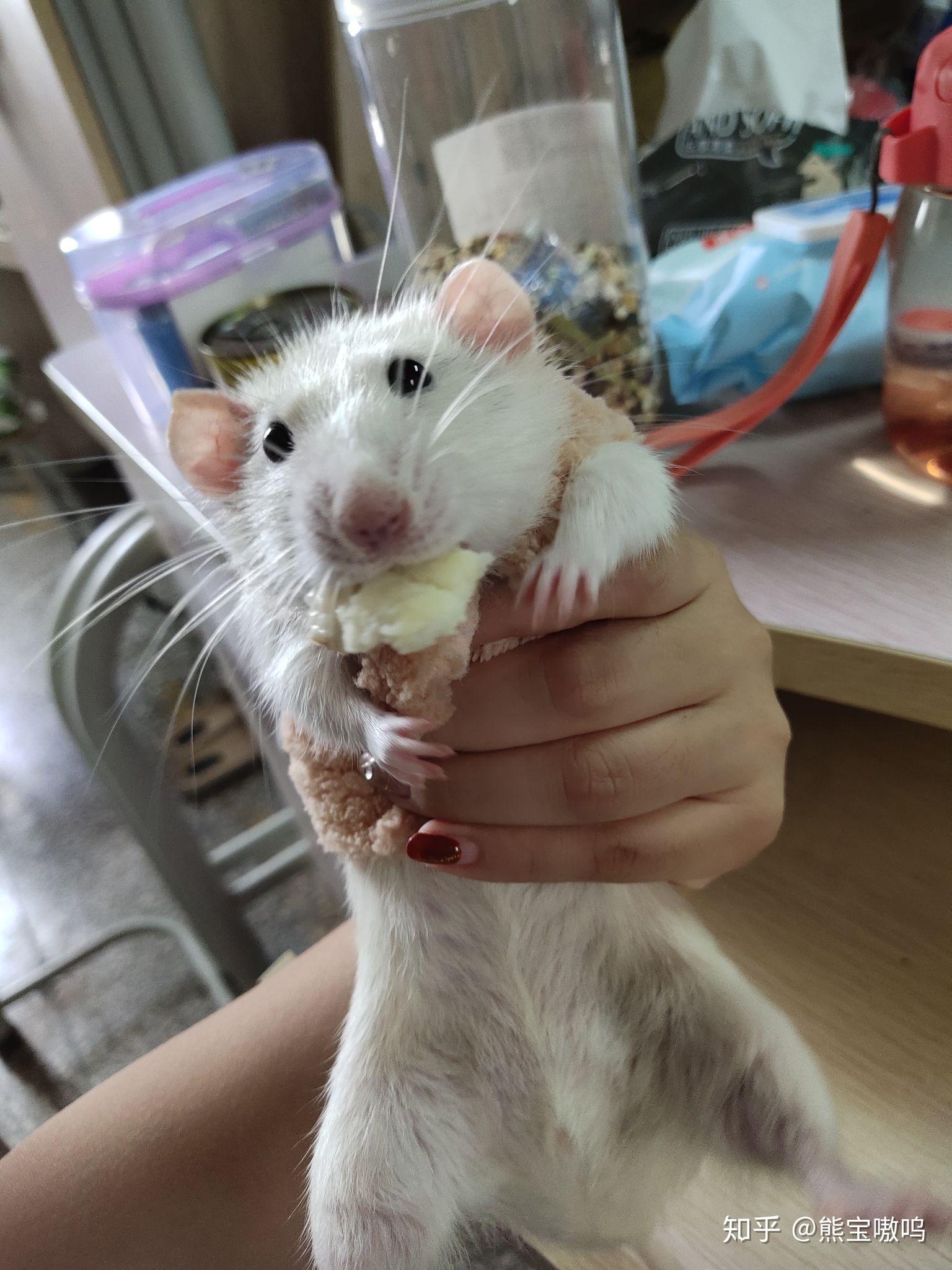 花枝鼠怎么养才亲人? - 知乎