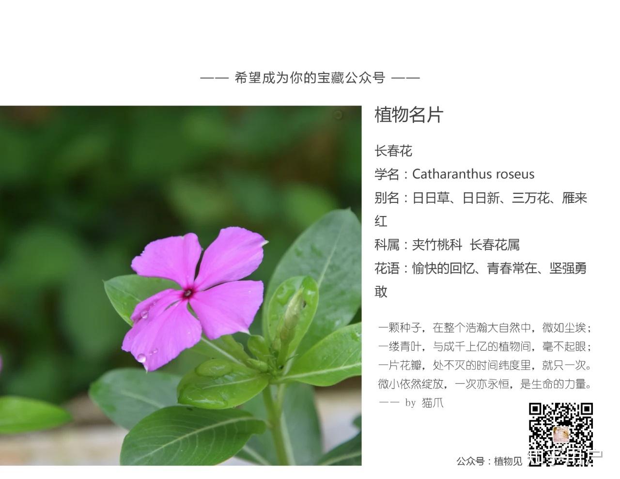 有种过长春花的人吗