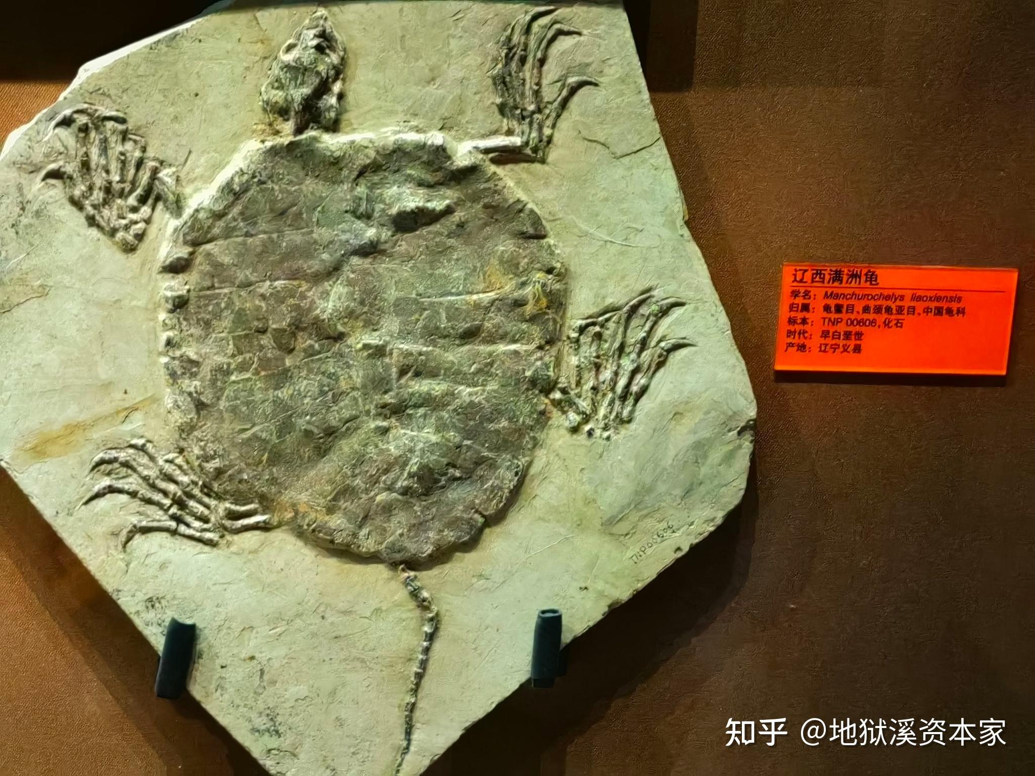 有哪些动物拥有蹼足? - 知乎