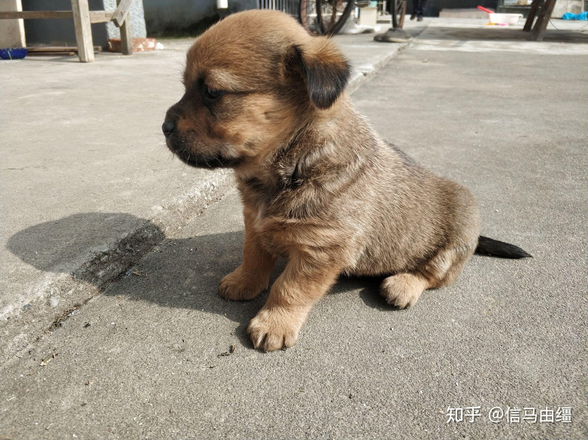 中华田园犬幼崽的特征图片