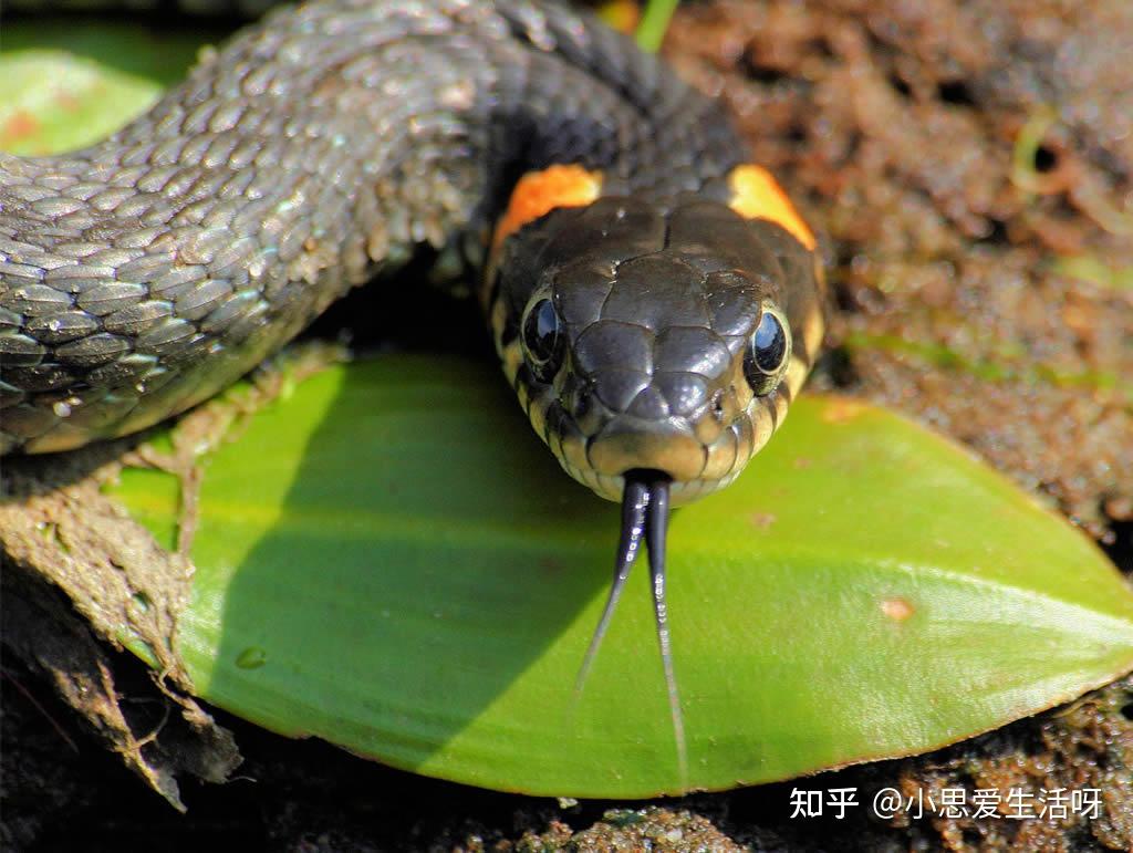 蛇为什么要不停的吐舌头? - 知乎