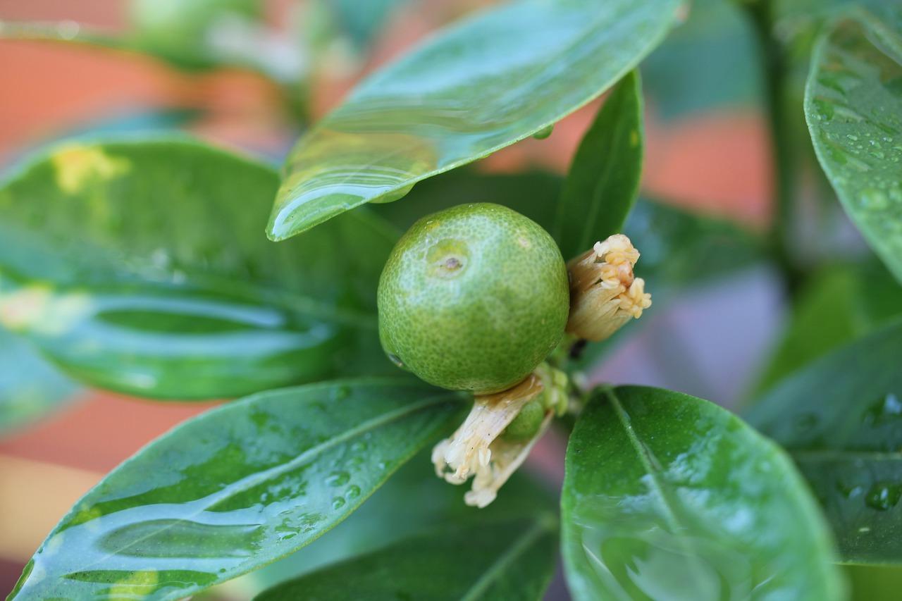 2. 绿色玻璃漂白法