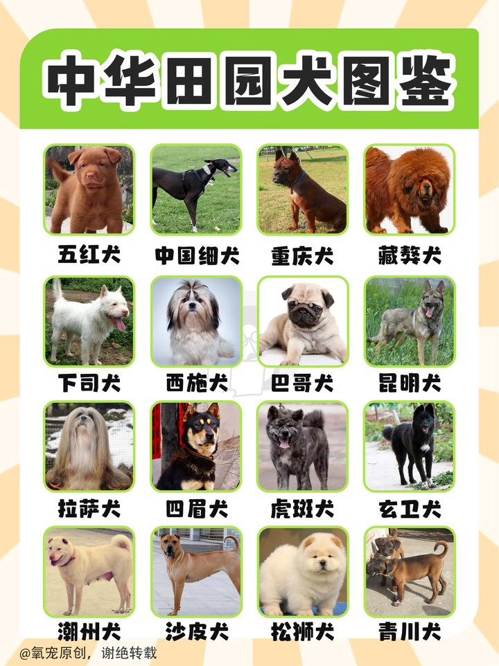 中华田园犬图鉴|重新认识“土狗” - 知乎