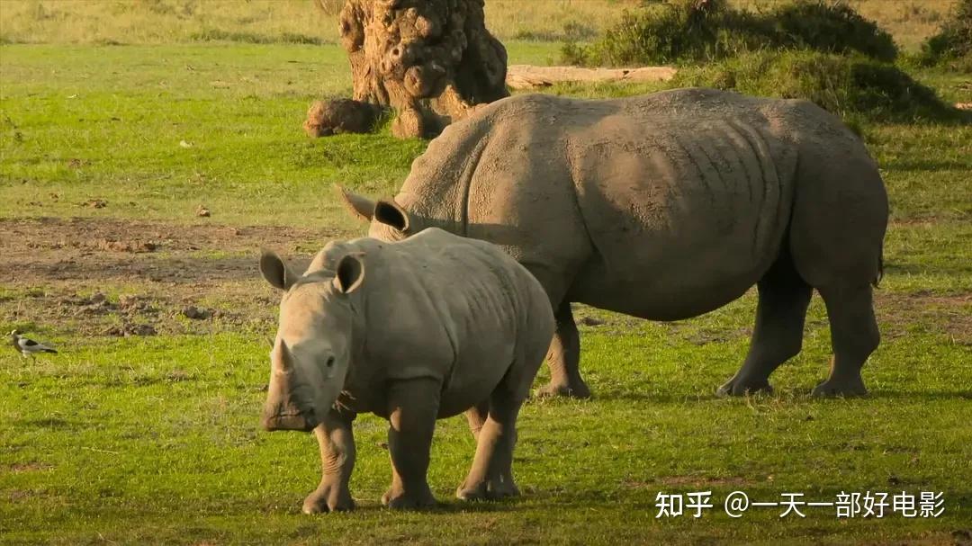 如何評價記錄疫情下人類與野生動物生存情況的紀錄片地球改變之年