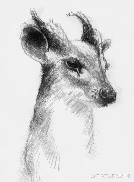 一组素描动物作品欣赏 - 知乎