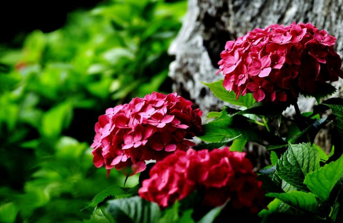 日本叫它紫阳花,中国称它八仙花,会变色,还有毒,它是谁?
