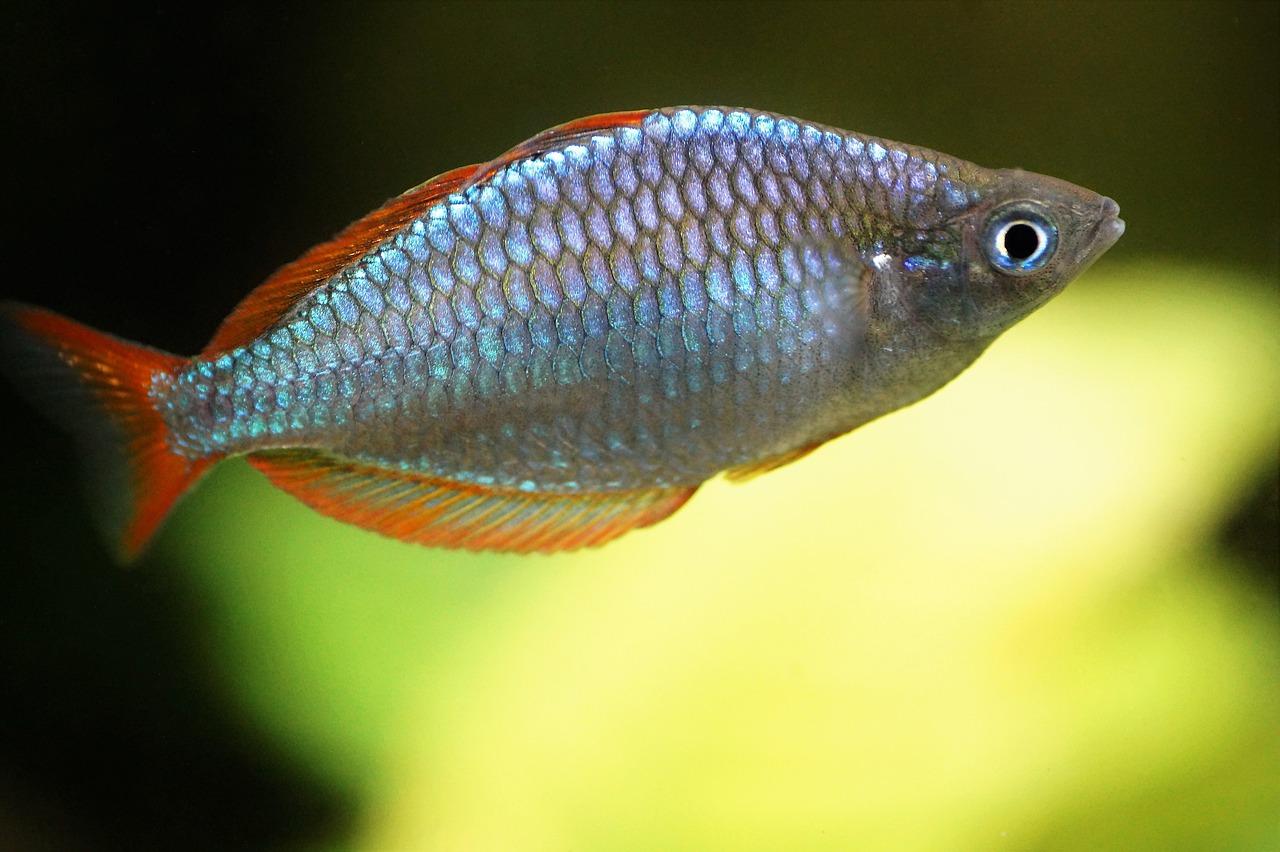 3. 饲料种类丰富