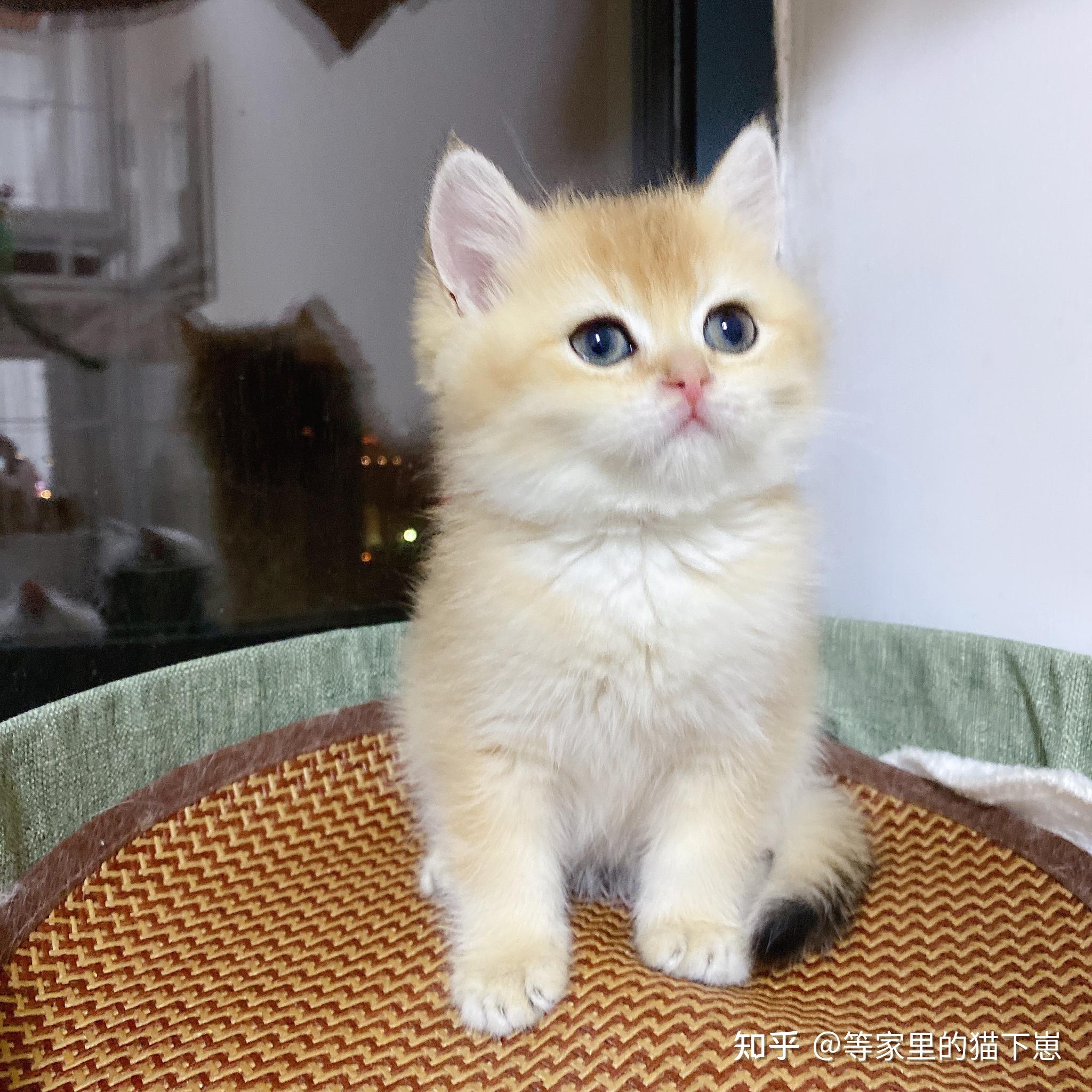 为什么金渐层这么贵? - 知乎