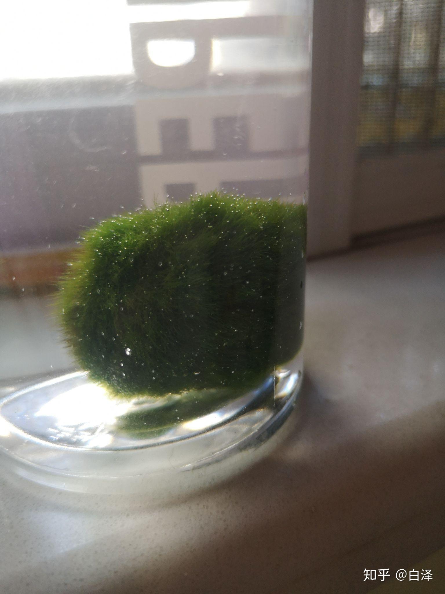 如何辨别海藻球真假? - 知乎