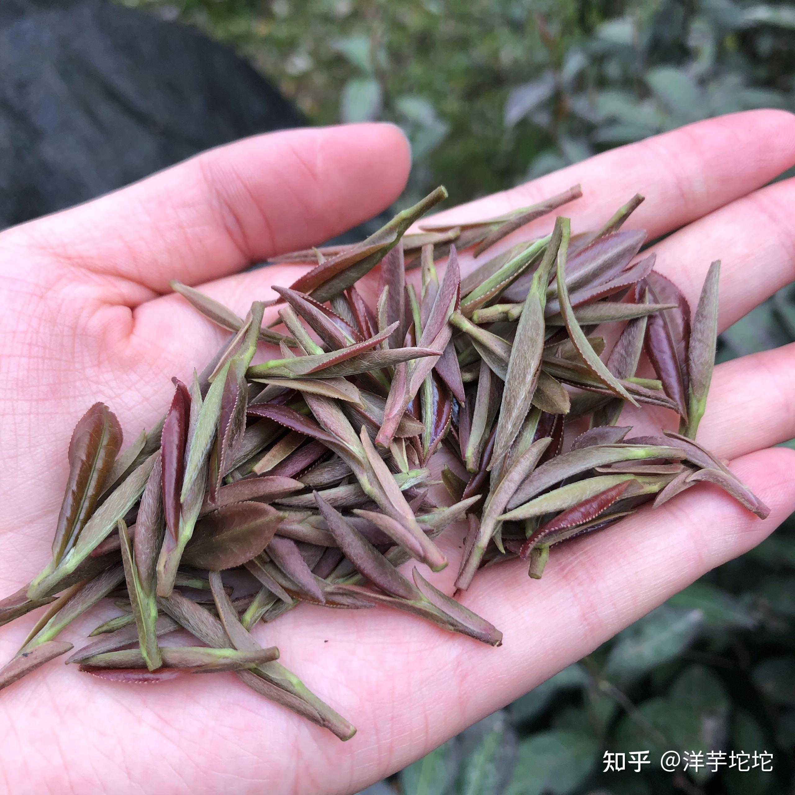 有见过红色茶叶的吗鲜茶叶