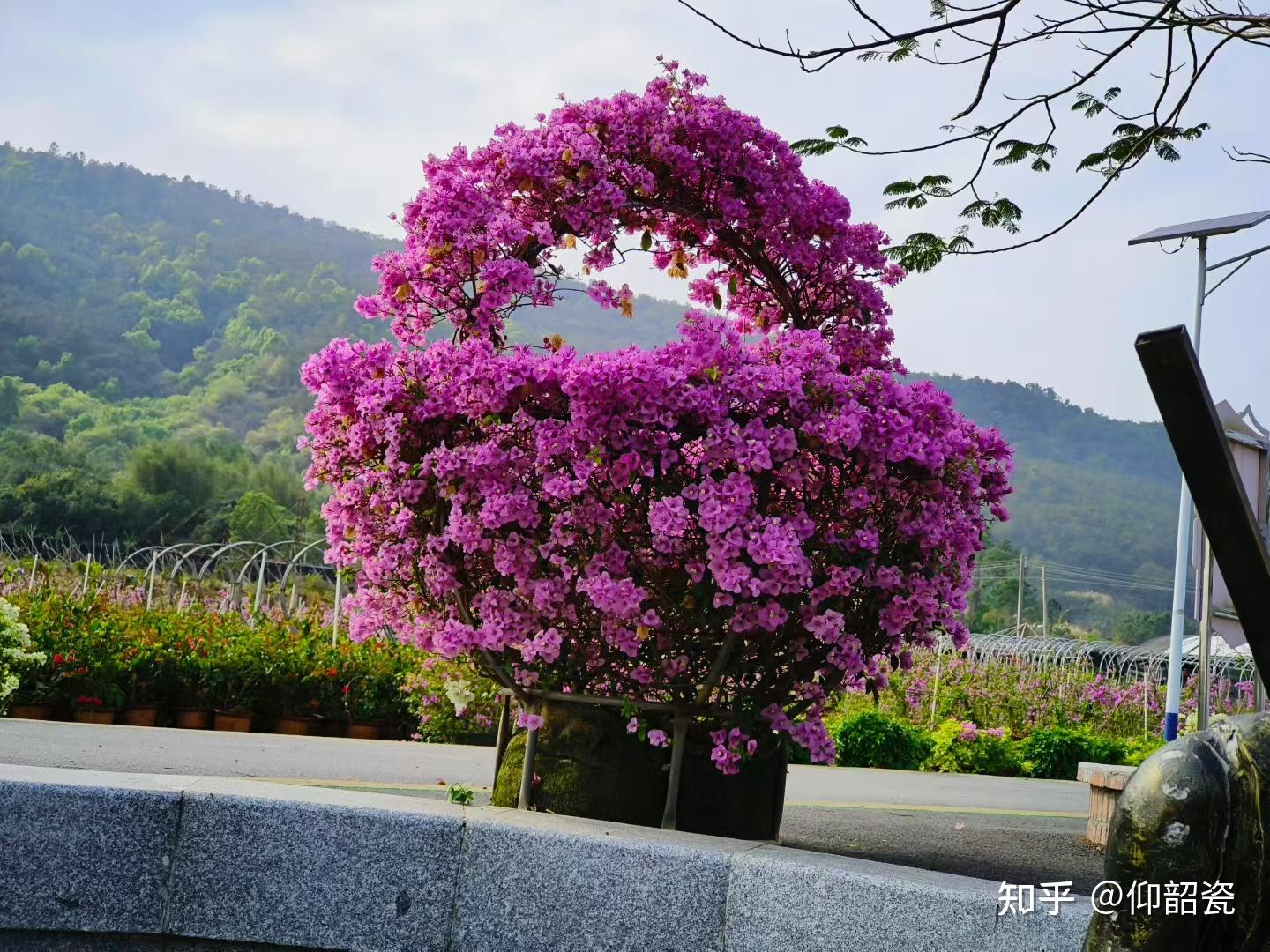 想养花,什么样的花好养,花期还长? - 知乎