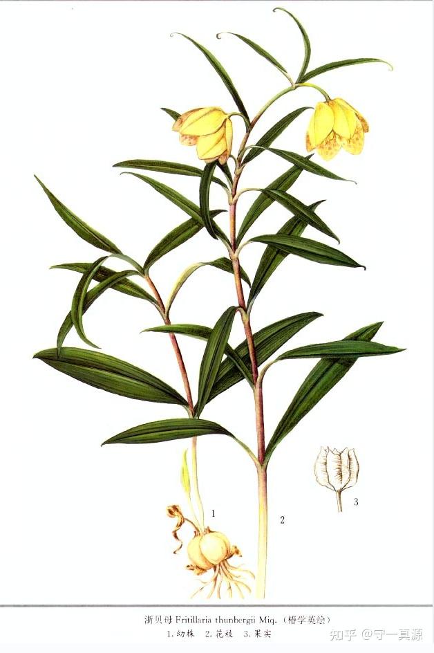 问下大家这个是真的贝母吗?