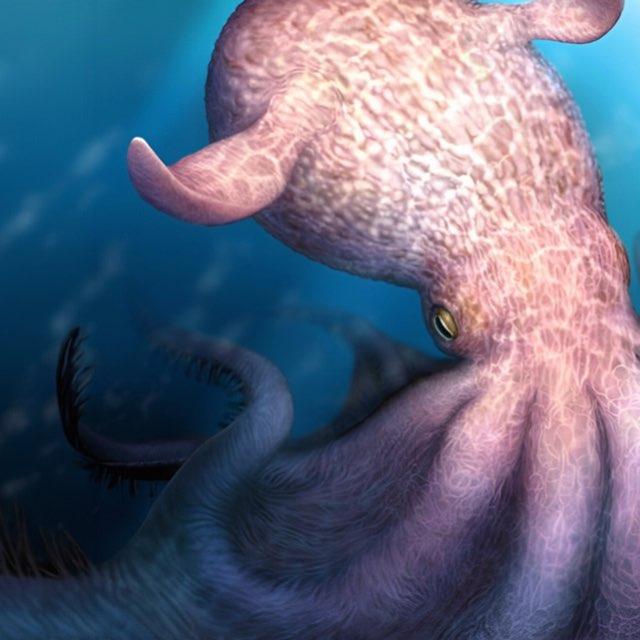 研究发现有史以来最大的章鱼，这一发现对海洋生物学有何意义？