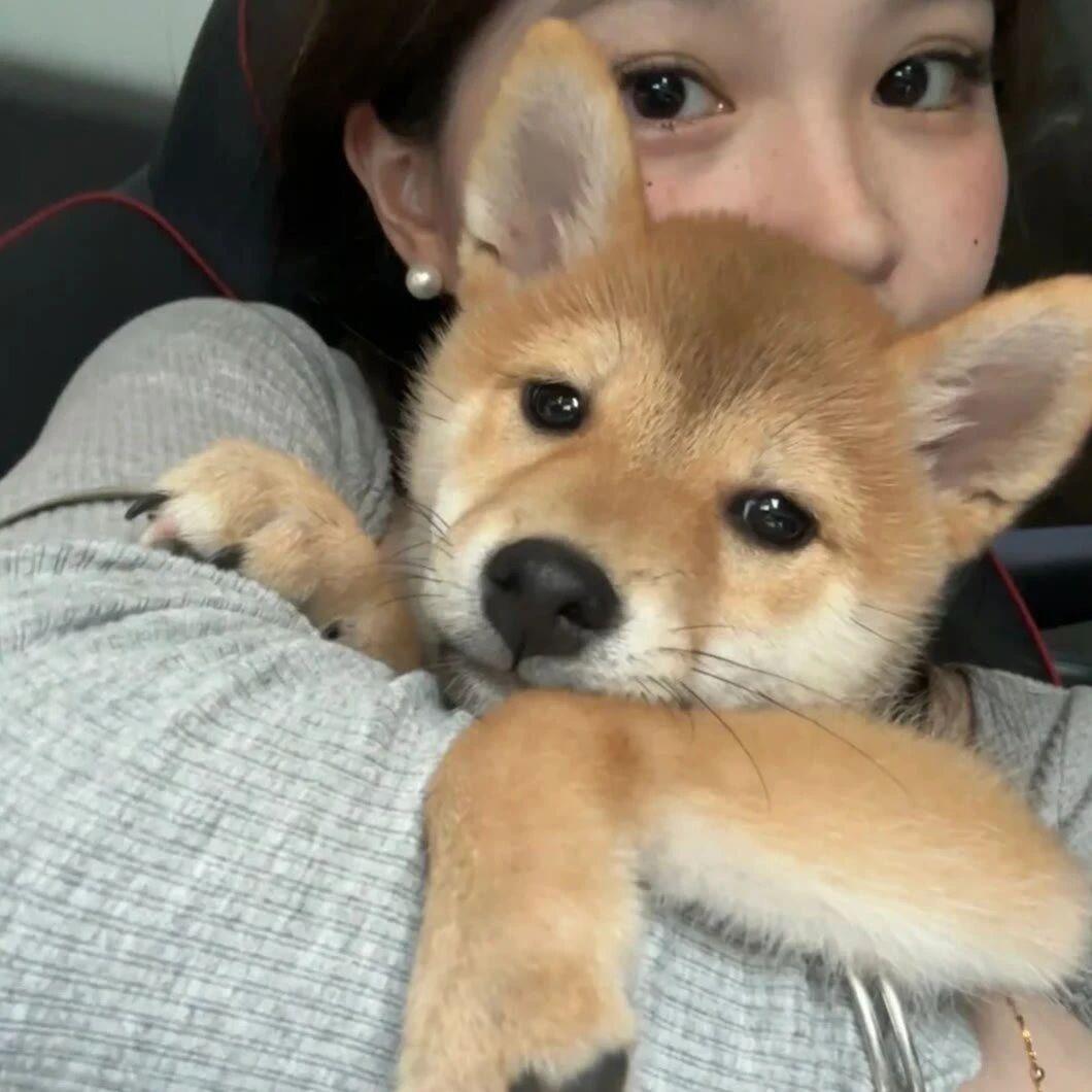 是否有像这种和小狗合照的女生头像