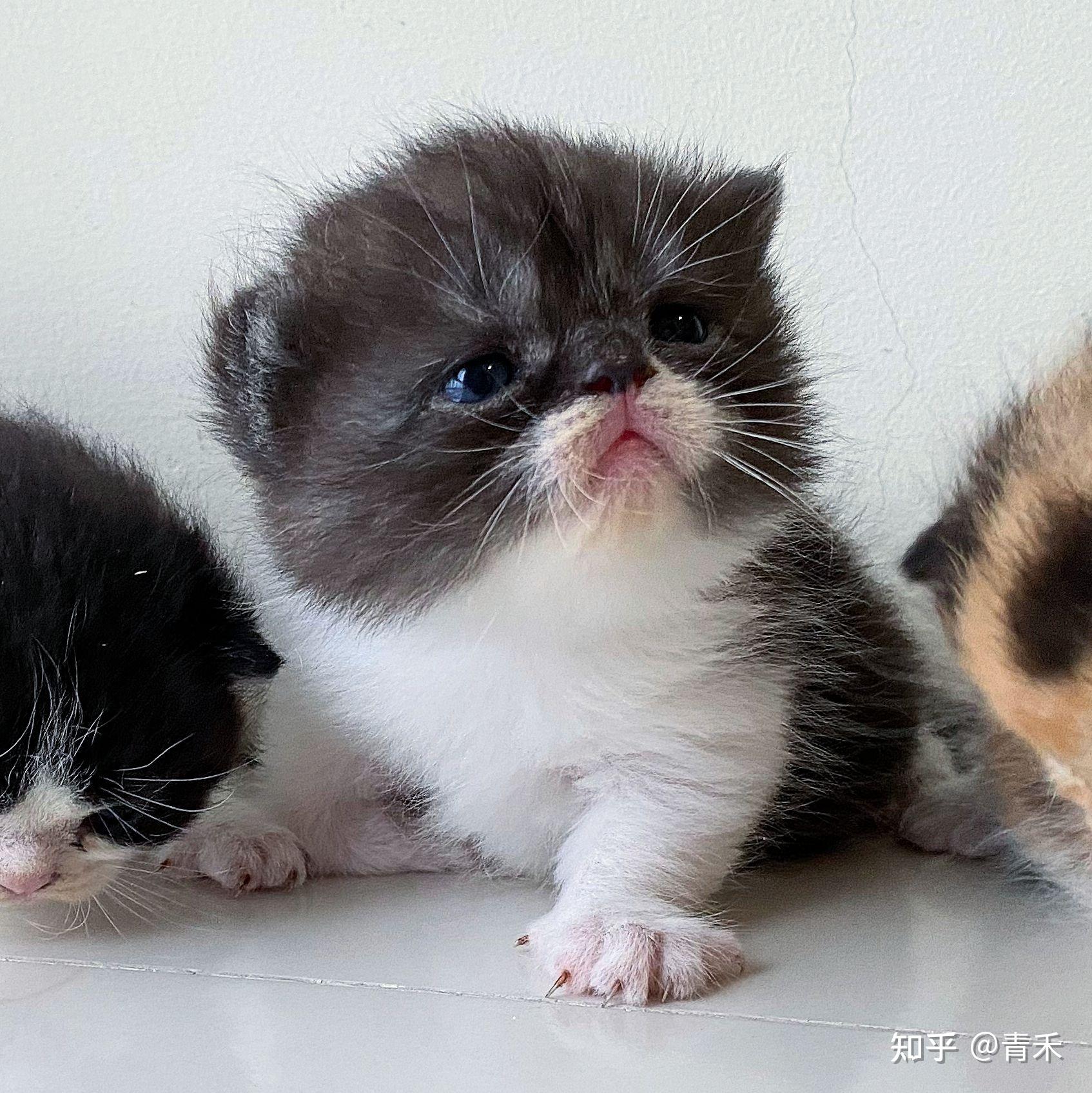 加菲猫配美短? - 知乎