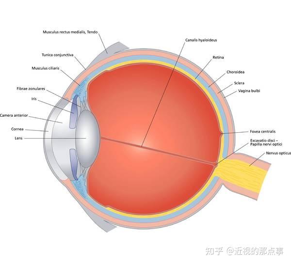 成年人戴角膜塑形鏡的建議和注意事項