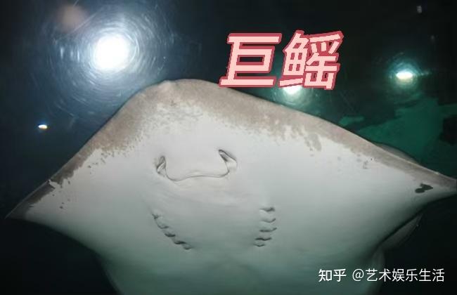 9种鳐科的鱼类，隐藏在深海的鱼类 - 知乎