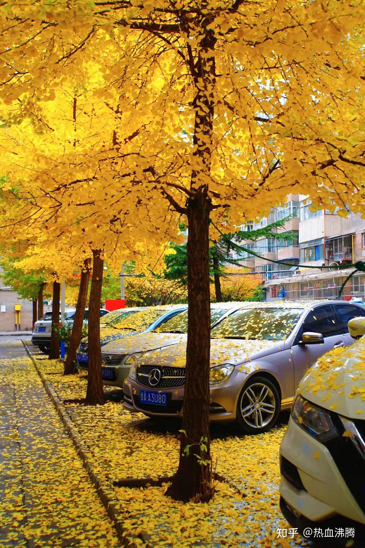 2021年你拍摄到的关于秋天的风景是怎样的