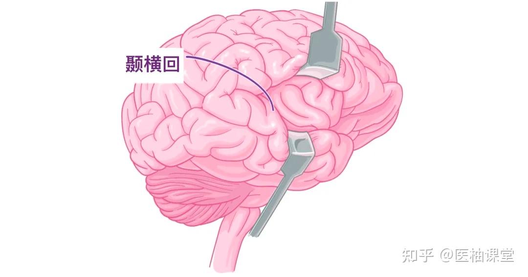 人体解剖学基础:大脑皮层 - 知乎