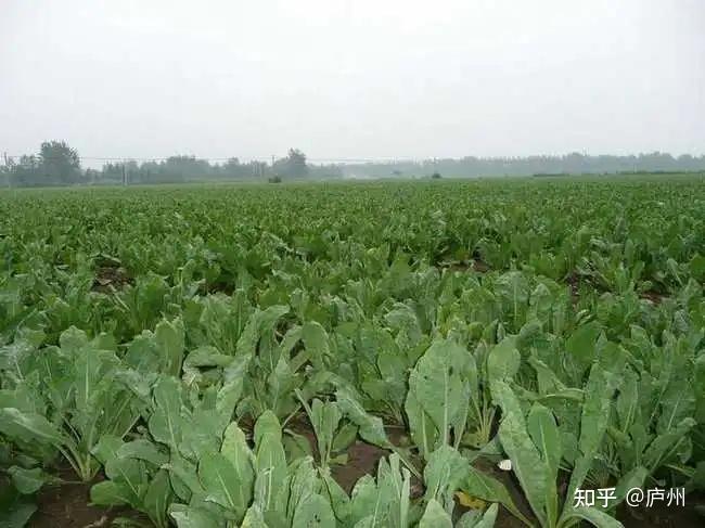 板蓝根的功效与作用 - 知乎