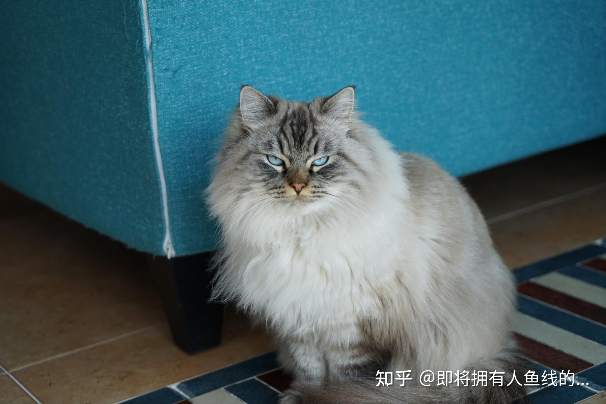 这是布偶和狸花的串么? - 知乎