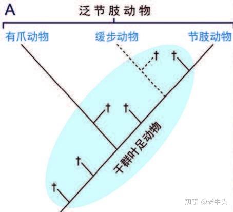 节肢动物，恐虾纲，异虫纲三者之间的演化关系是怎样的？