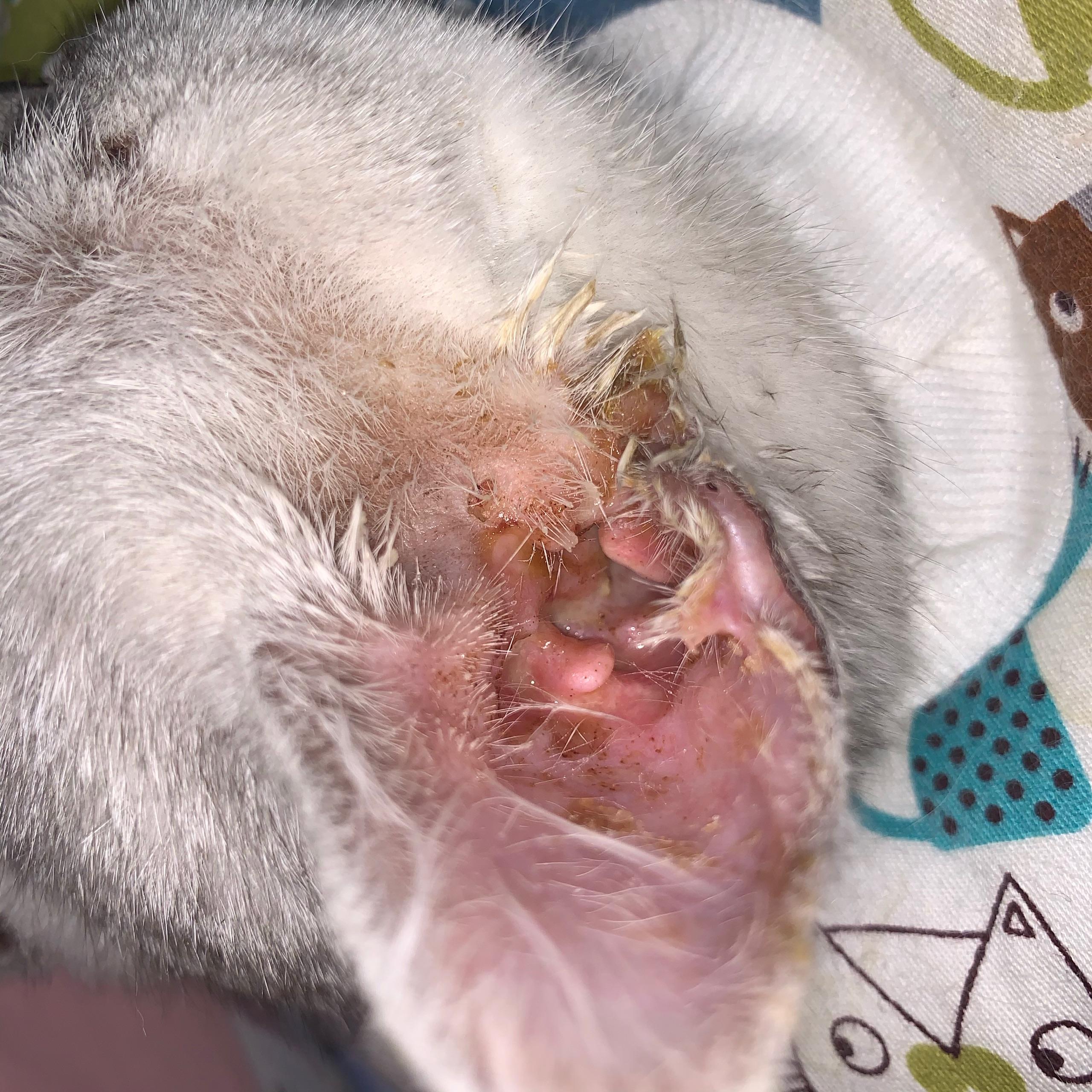 请问我家猫耳朵为什么流脓啊