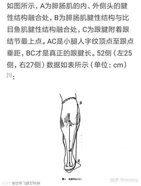 跟腱286cm算天赋高吗