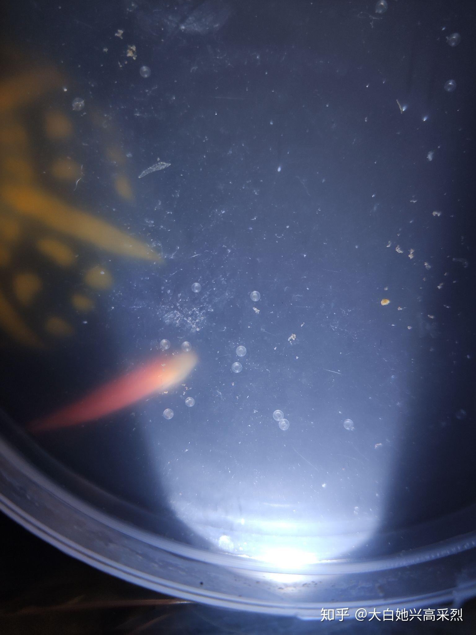 这个是斑马鱼的卵么? - 知乎