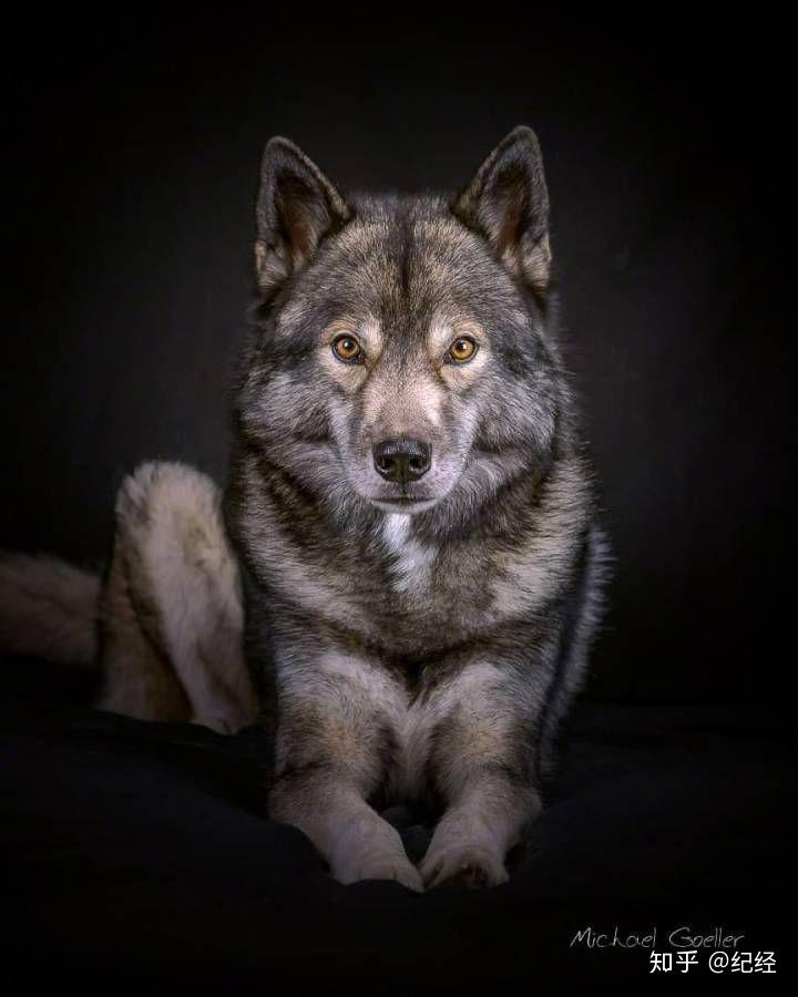 拥有一只狼作为宠物是违法的吗