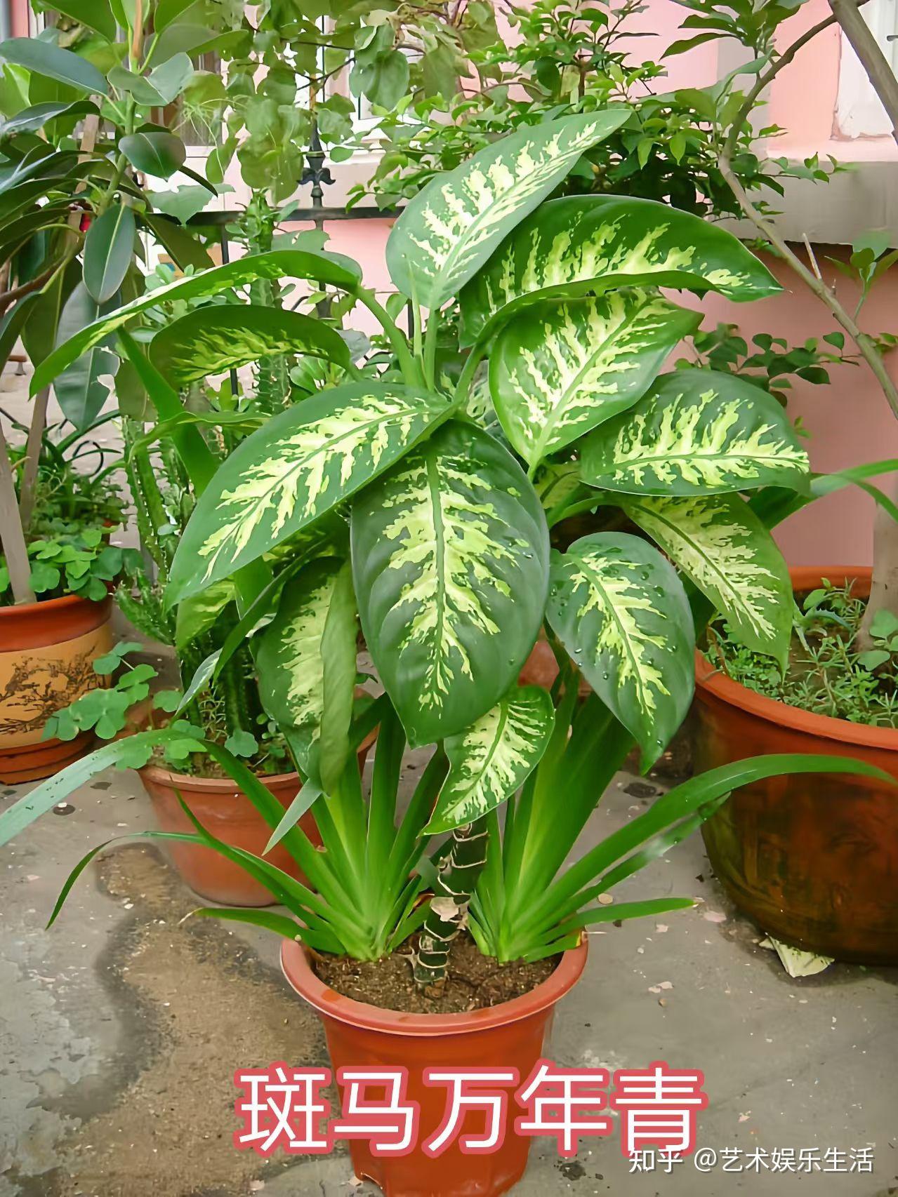 有哪些室内大型观叶植物推荐?