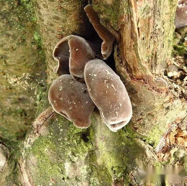 【真菌界全系列-48】伞菌纲—木耳目 - 知乎
