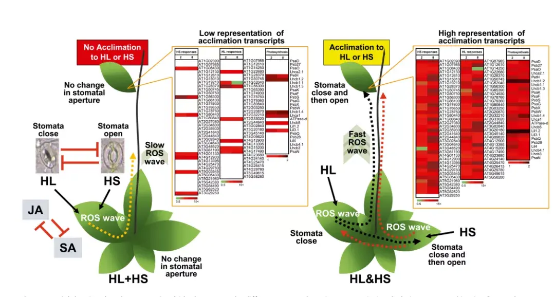 PNAS | 植物应对光和热双重胁迫的系统性响应机制 - 知乎