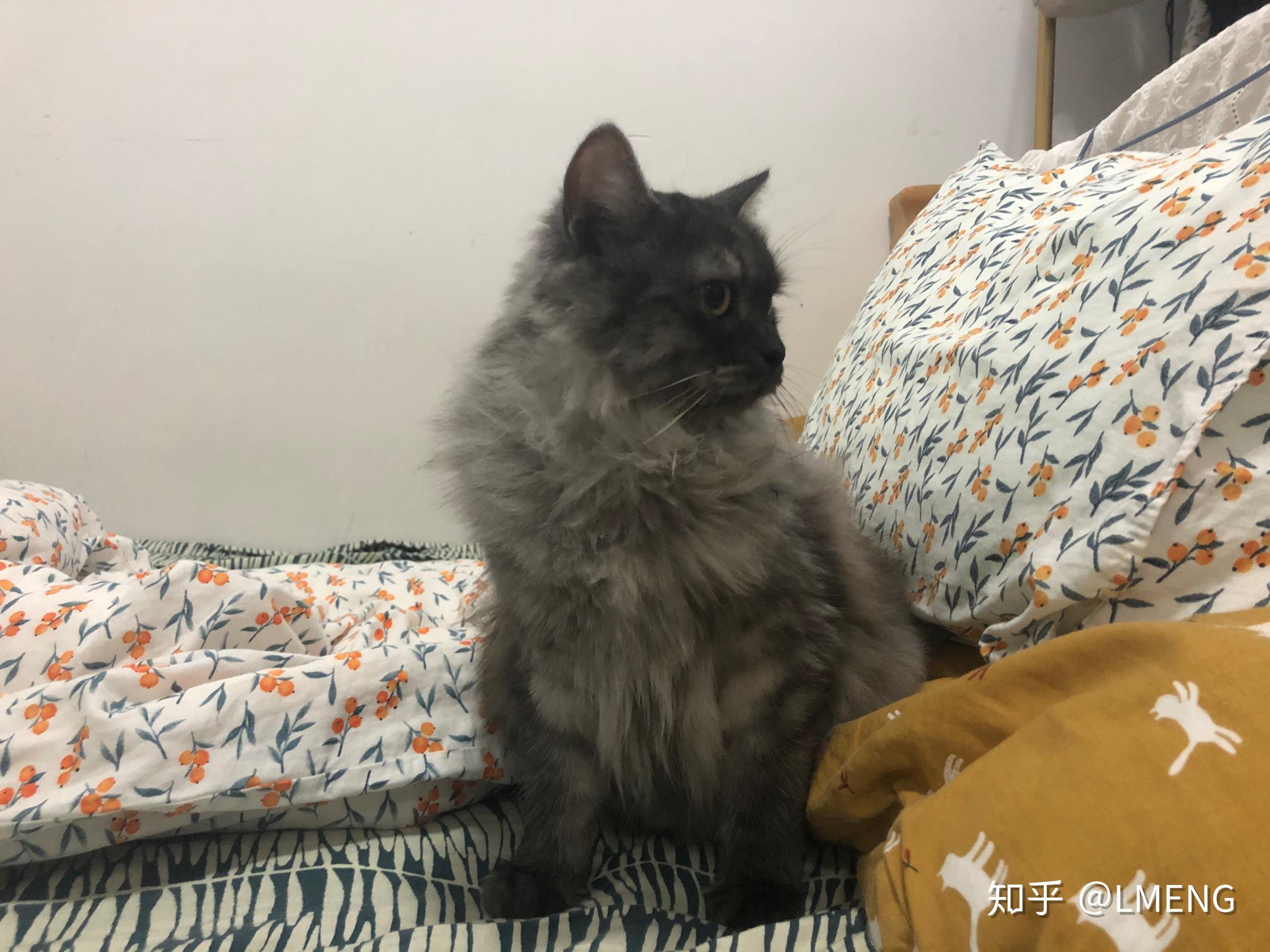 英短和土猫杂交图片图片