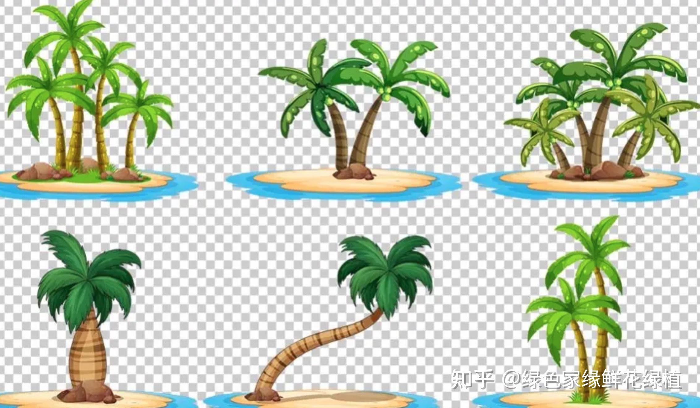 棕榈树槟榔树椰子树的区别