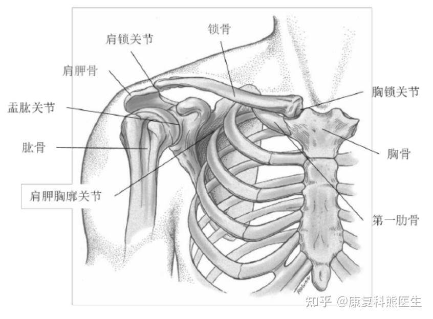 胸锁关节弹响无痛感拍片展示一切正常
