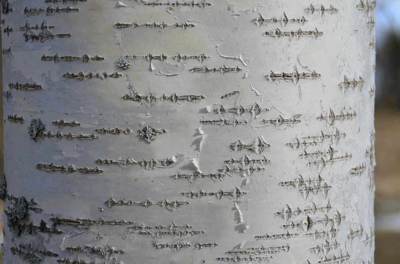 4. 樟子松报价一览