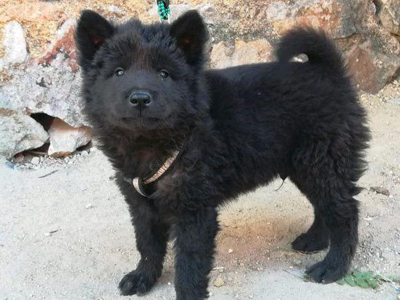 有一条叫"来福"的小狗