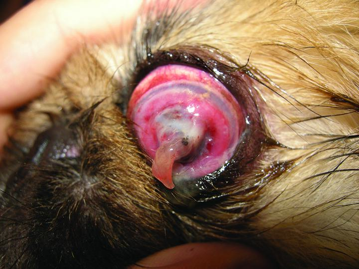 狗狗角膜溃疡初期图片图片