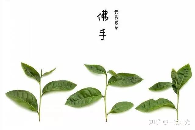 史上最全最清晰的武夷岩茶品种录,代号105、204、305是什么? - 知乎