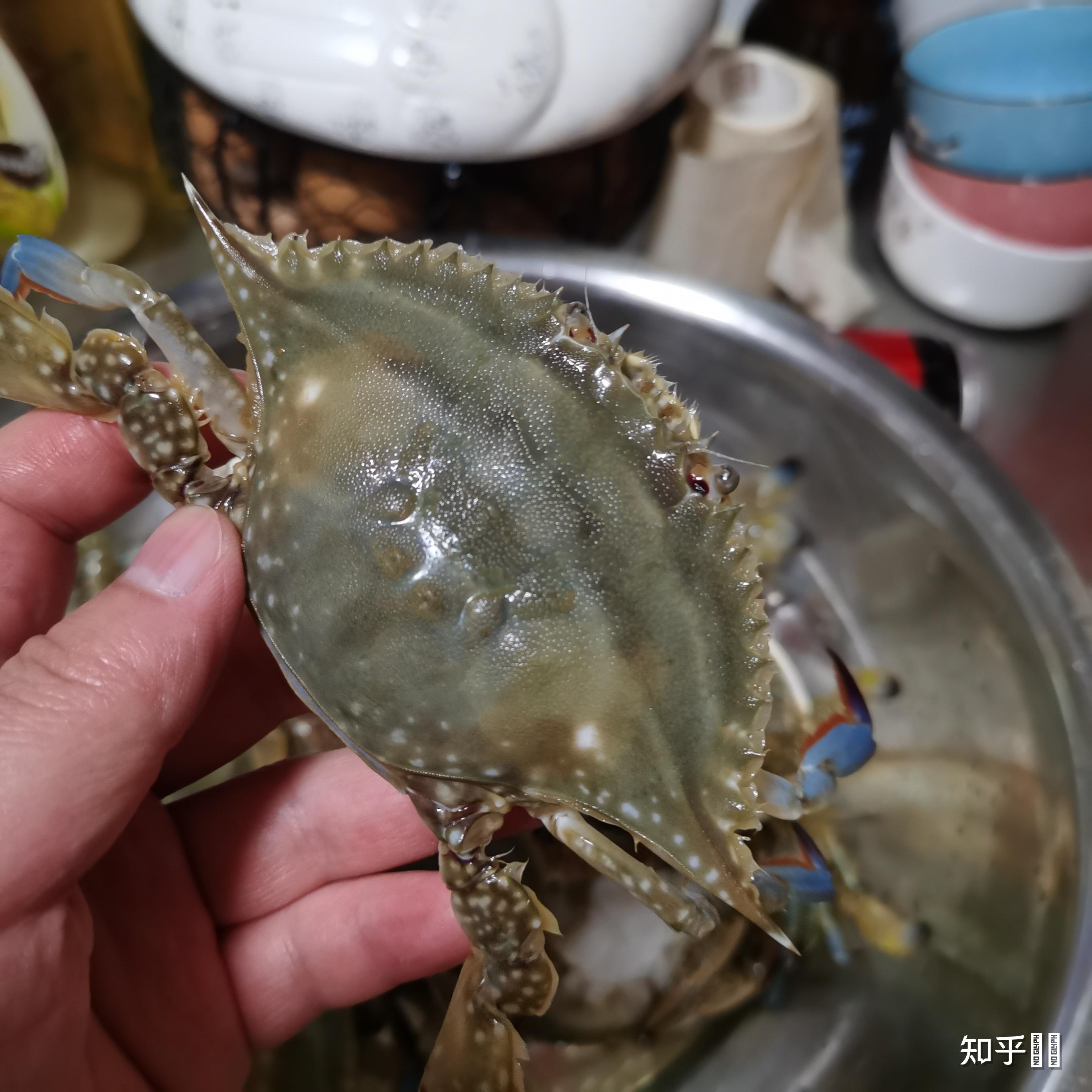 青岛网友赶海遇到「活化石」文昌鱼,该物种已在地球生存几亿年,有何种