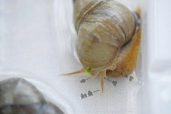 蜗牛分不分公母？ - 知乎